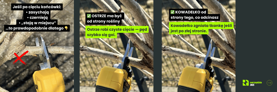 jak ciąć poprawnie sekatorem?